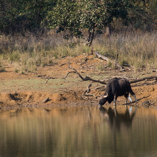 Tadoba - Gaur